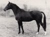 stallion Sarastro (Trakehner, 1974, from Mazagran)