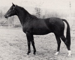 stallion Sarastro (Trakehner, 1974, from Mazagran)