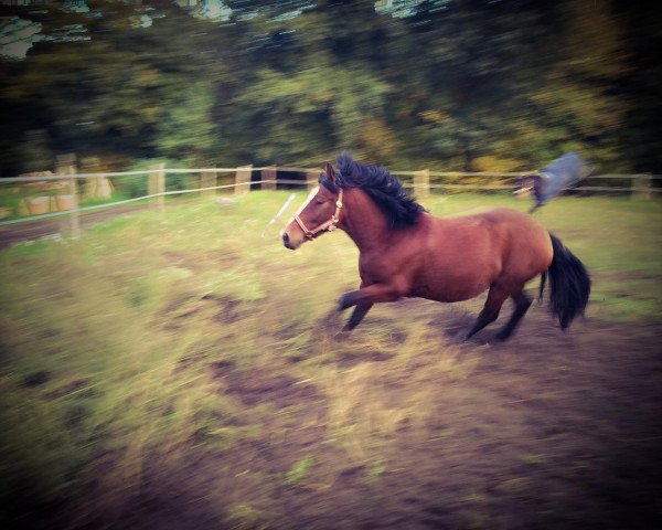 horse Akademik (Polish Warmblood, 2010, from Apacz)