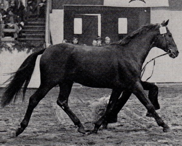 stallion Schachzug (Trakehner, 1973, from Bergkoenig)