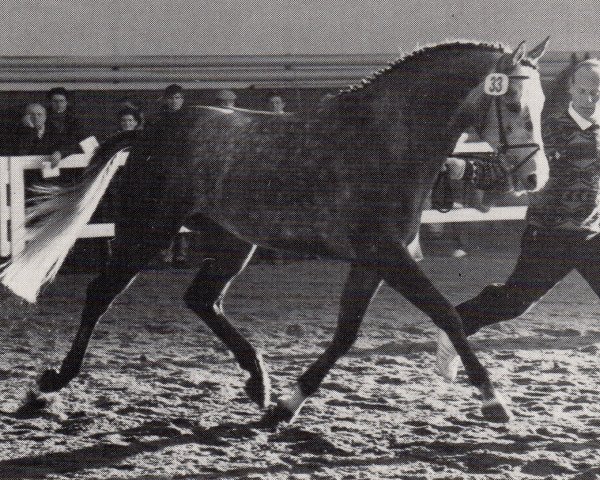 stallion Schneekönig (Trakehner, 1985, from Deadly Nightshade xx)