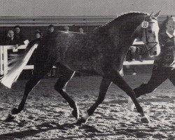 Deckhengst Schneekönig (Trakehner, 1985, von Deadly Nightshade xx)