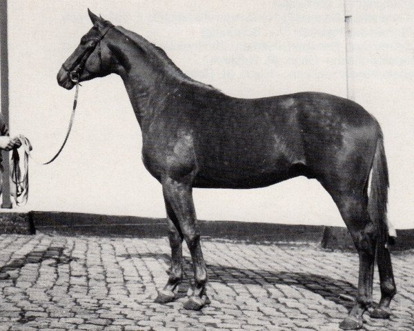 stallion Schönberg (Trakehner, 1967, from Keith)