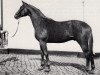 stallion Schönberg (Trakehner, 1967, from Keith)