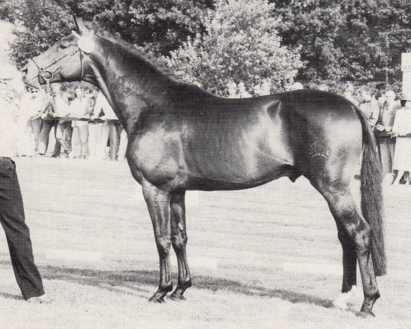 stallion Schwerttraeger (Trakehner, 1980, from Hilarius)