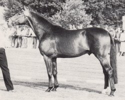 stallion Schwerttraeger (Trakehner, 1980, from Hilarius)