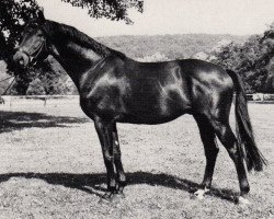 stallion Seydlitz (Trakehner, 1982, from Epos)