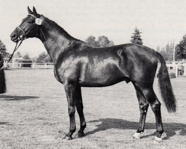 stallion Sokrates (Trakehner, 1980, from Patron)