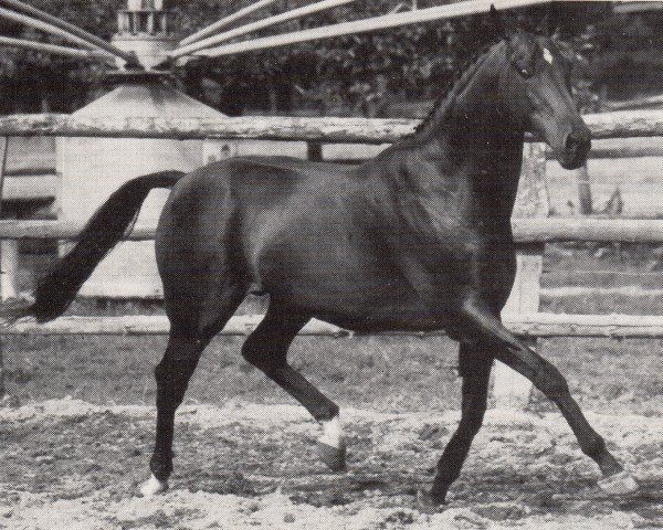 stallion Solo xx (Thoroughbred, 1980, from Lord Udo xx)