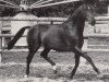 stallion Solo xx (Thoroughbred, 1980, from Lord Udo xx)