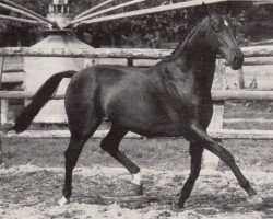 stallion Solo xx (Thoroughbred, 1980, from Lord Udo xx)