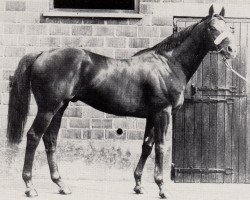 stallion Spring Dive xx (Thoroughbred, 1974, from Deep Diver xx)