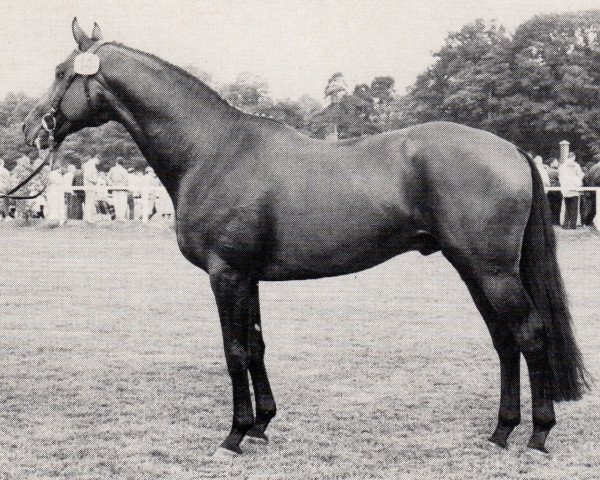 stallion Steuben (Trakehner, 1979, from Gelria)