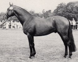 Deckhengst Steuben (Trakehner, 1979, von Gelria)