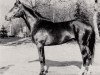 stallion Stratege (Trakehner, 1973, from Bumerang xx)