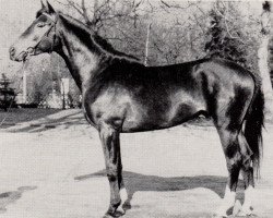 stallion Stratege (Trakehner, 1973, from Bumerang xx)