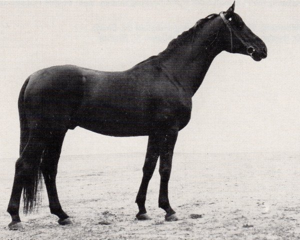 stallion Sultan (Trakehner, 1971, from Patron)