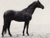 stallion Sultan (Trakehner, 1971, from Patron)