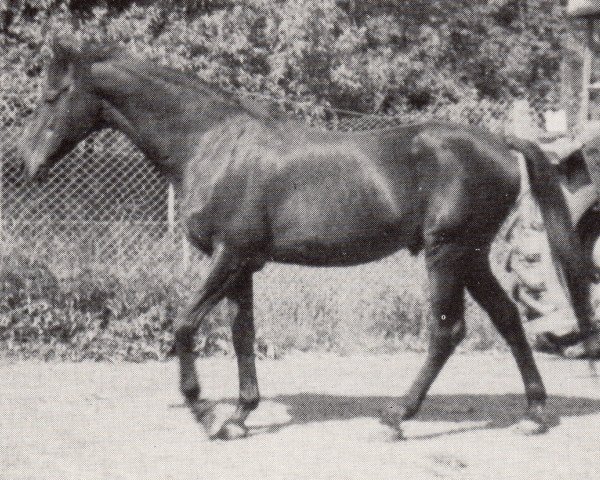 stallion Tannenzweig xx (Thoroughbred, 1970, from Kaiseradler xx)