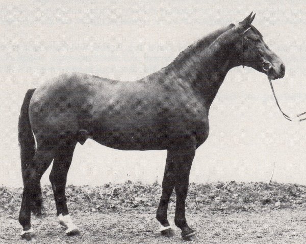 stallion Tenor (Trakehner, 1978, from Tuemmler)