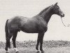 stallion Tenor (Trakehner, 1978, from Tuemmler)