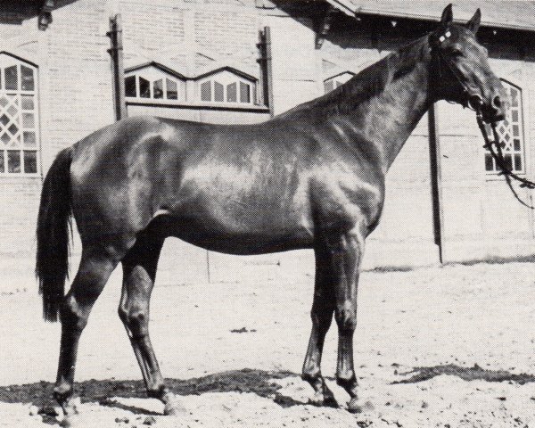 stallion Tiparillo (Trakehner, 1969, from Heros)