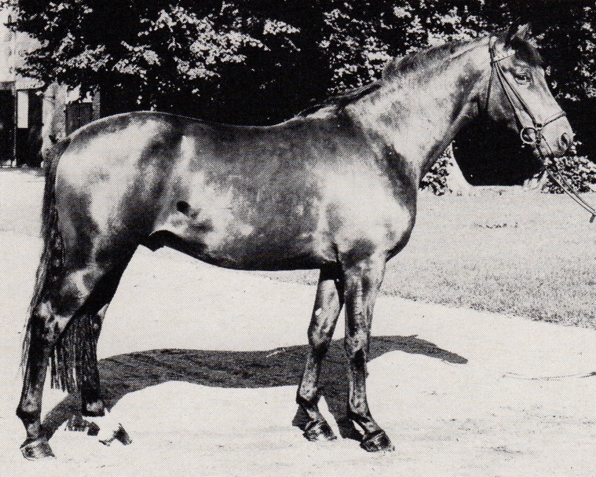Deckhengst Tipperary (Trakehner, 1978, von Matador)
