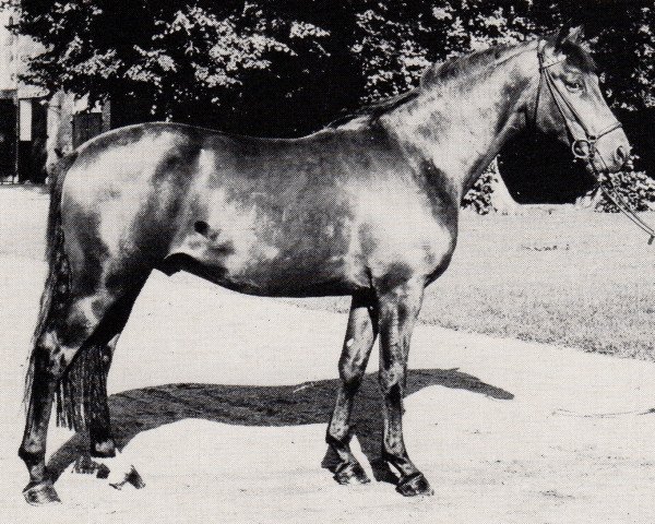 stallion Tipperary (Trakehner, 1978, from Matador)
