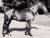 stallion Tipperary (Trakehner, 1978, from Matador)
