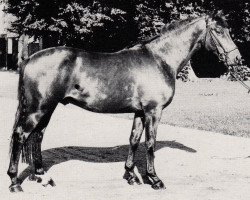 stallion Tipperary (Trakehner, 1978, from Matador)