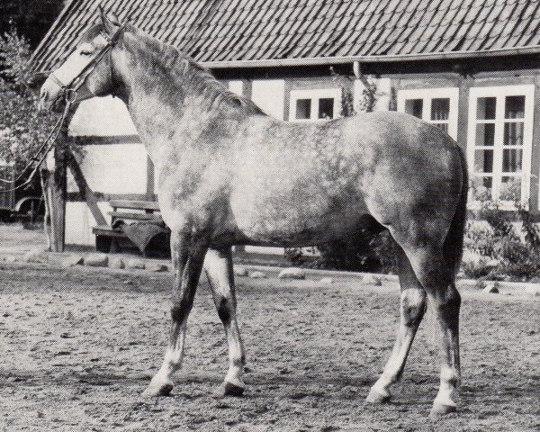 stallion Tobias (Trakehner, 1971, from Hessenstein)