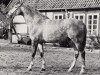 stallion Tobias (Trakehner, 1971, from Hessenstein)