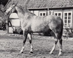 Deckhengst Tobias (Trakehner, 1971, von Hessenstein)