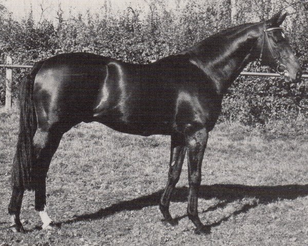 stallion Turn Back The Time xx (Thoroughbred, 1978, from Youth xx)