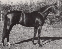 stallion Turn Back The Time xx (Thoroughbred, 1978, from Youth xx)