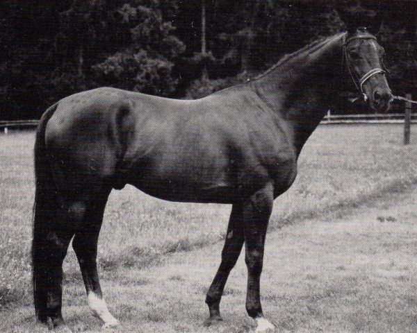 stallion Tutanchamun (Trakehner, 1978, from Siegbert)
