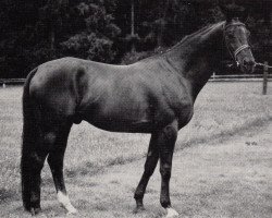 Deckhengst Tutanchamun (Trakehner, 1978, von Siegbert)