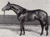 stallion Unkensee (Trakehner, 1978, from Karneval)