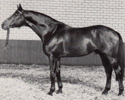 stallion Unkensee (Trakehner, 1978, from Karneval)