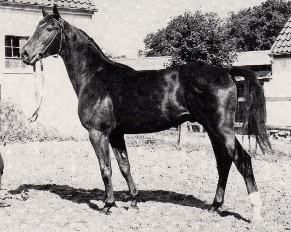 stallion Uran (Trakehner, 1968, from Ideal)