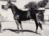 stallion Uran (Trakehner, 1968, from Ideal)