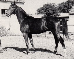 Deckhengst Uran (Trakehner, 1968, von Ideal)