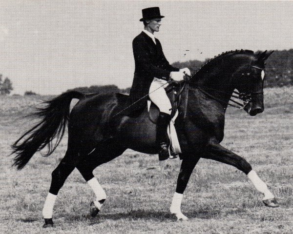 stallion Vatout (Trakehner, 1978, from Wie Ibikus)
