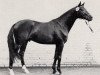 stallion Vivus (Trakehner, 1987, from Habicht)