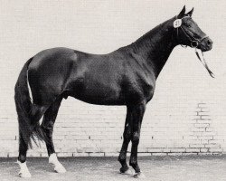 stallion Vivus (Trakehner, 1987, from Habicht)