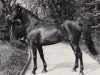 stallion Waldvogt (Trakehner, 1983, from Jolly Jinks S xx)