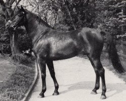 stallion Waldvogt (Trakehner, 1983, from Jolly Jinks S xx)