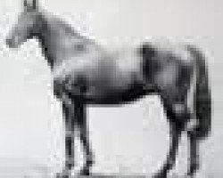 stallion Count Anthony xx (Thoroughbred, 1910, from Santoi xx)