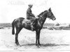 stallion Buckna xx (Thoroughbred, 1925, from Cygnus xx)