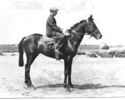 stallion Buckna xx (Thoroughbred, 1925, from Cygnus xx)